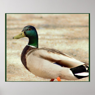 Mallard Duck Photo Poster