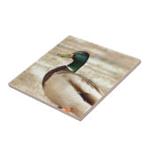 Mallard Duck Photo Tegeltje (Zijkant)