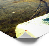 Mallard Duck Poster (Hoek)