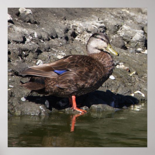 Mallard Duck Poster (Voorkant)