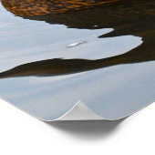 Mallard Duck Poster (Hoek)