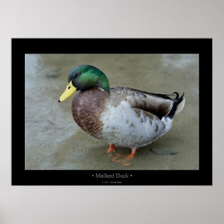 Mallard Duck Poster