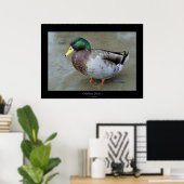Mallard Duck Poster (Thuiskantoor)