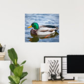 Mallard Duck Poster (Thuiskantoor)