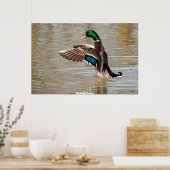 Mallard Duck Poster (Keuken)