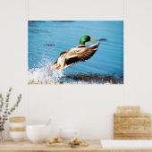 Mallard Duck Poster (Keuken)