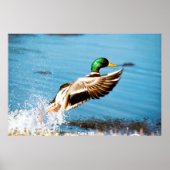 Mallard Duck Poster (Voorkant)