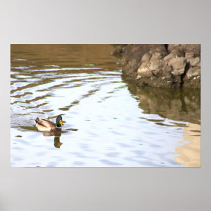 Mallard Duck Poster
