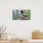 Mallard Duck Poster (Keuken)