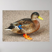 Mallard Duck. Roath Park Lake, Cardiff, Wales Poster (Voorkant)