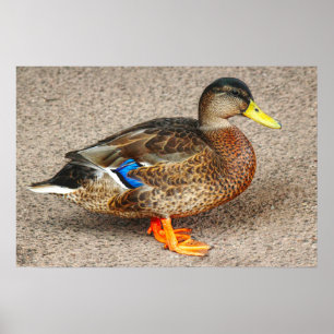 Mallard Duck. Roath Park Lake, Cardiff, Wales Poster