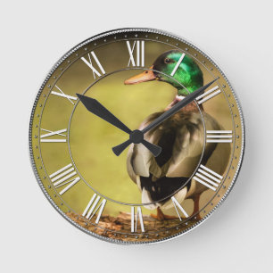 Mallard Duck Ronde Klok
