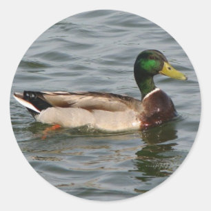 Mallard Duck Ronde Sticker