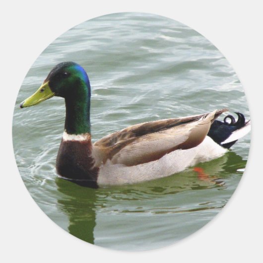 Mallard Duck Ronde Sticker (Voorkant)