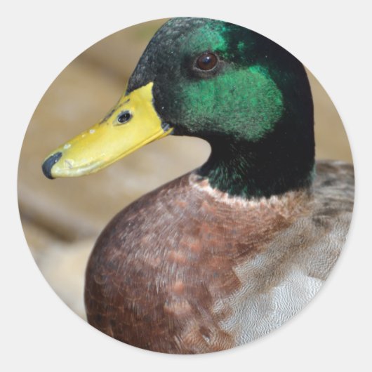 Mallard Duck Ronde Sticker (Voorkant)