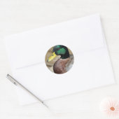 Mallard Duck Ronde Sticker (Envelop)