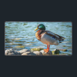 Mallard Duck Standing on Shore Rocks by the Lake<br><div class="desc">A colorful male mallard duck stands calmly on smooth lakeside rocks beside gently rippling water. The bird’s iridescent green head, warm brown chest, and bright orange feet create a striking contrast against the cool blue lake behind it. This peaceful wildlife photograph captures a quiet moment in nature and makes a...</div>
