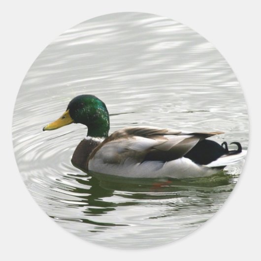 Mallard Duck Stickers (Voorkant)