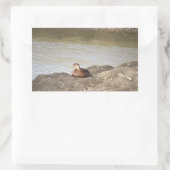 Mallard Duck Stickers (Tas)