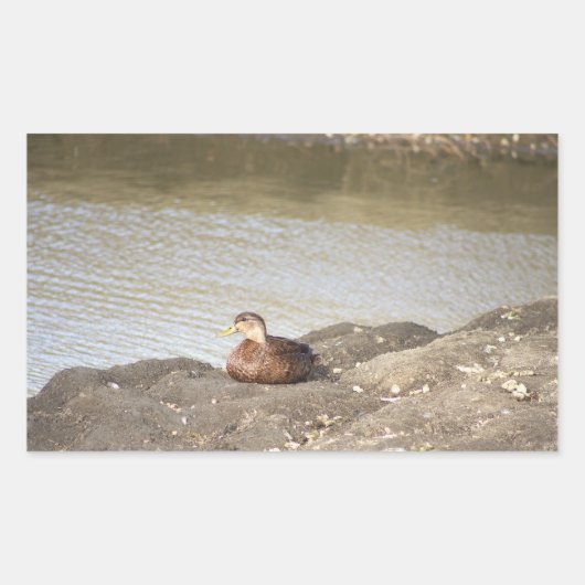 Mallard Duck Stickers (Voorkant)