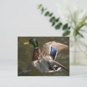 mallard duck sur le point de voler carte postale (Debout devant)