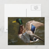 mallard duck sur le point de voler carte postale (Devant / Derrière)