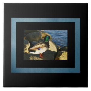 Mallard Duck Tegel Tegeltje