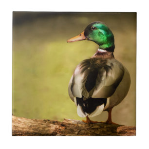 Mallard Duck Tegeltje