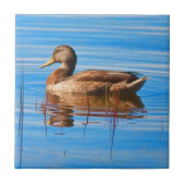 Mallard Duck Tile Tegeltje (Voorkant)