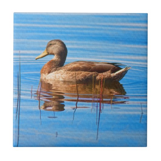 Mallard Duck Tile Tegeltje (Voorkant)