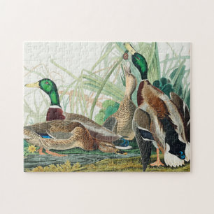 Mallard Duck uit de Amerikaanse vogelstand (Audubo Legpuzzel