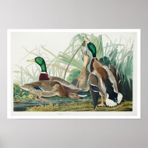 Mallard Duck van Audubon Poster