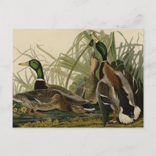 Mallard Duck van Audubon's Birds of America Briefkaart