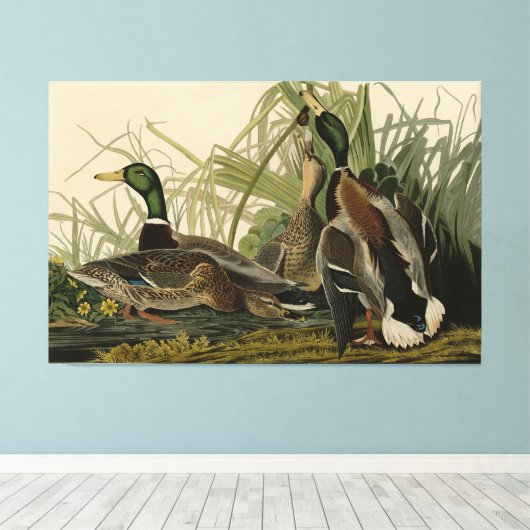 Mallard Duck van Audubon's Birds of America Canvas Afdruk (Insitu (Houten vloer))