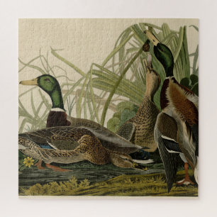 Mallard Duck van Audubon's Birds of America Legpuzzel
