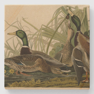 Mallard Duck van Audubon's Birds of America Stenen Onderzetter