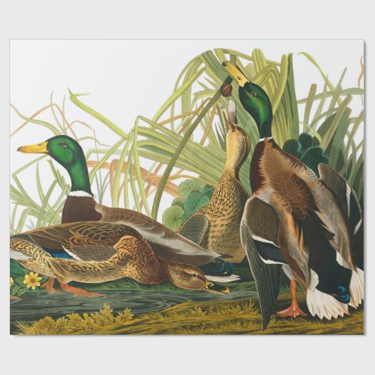 Mallard Duck van John James Audubon Cadeaupapier (Vlak)