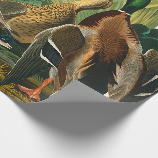 Mallard Duck van John James Audubon Cadeaupapier (Hoek)