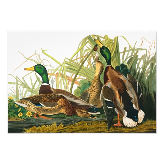 Mallard Duck van John James Audubon Foto Afdruk (Voorkant)