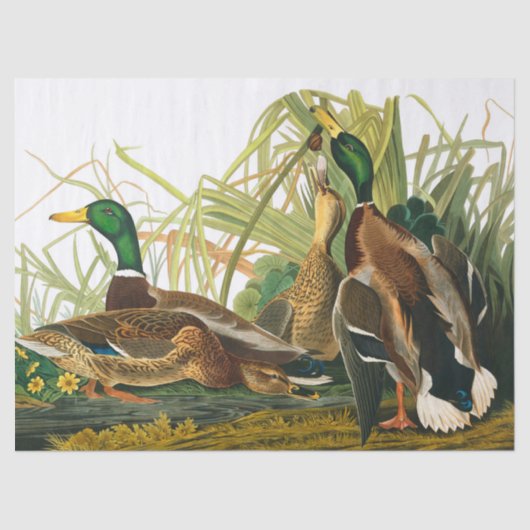 Mallard Duck van John James Audubon Tissuepapier (Voorkant)