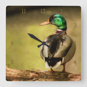 Mallard Duck Vierkante Klok