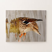 Mallard Duck voedt onderwater Legpuzzel (Horizontaal)