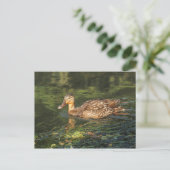 Mallard Duck (vrouw) Briefkaart (Staand voorkant)