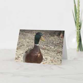  "Mallard Duck"-Wenskaart Bedankkaart