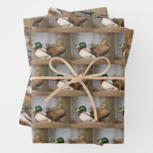 Mallard Duck Wrapping Paper (In situ)