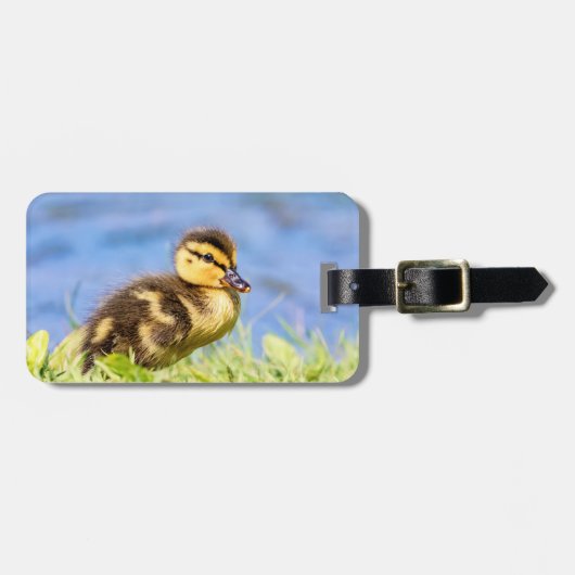 Mallard Ducking Bagagelabel (Voorkant horizontaal)