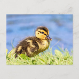 Mallard Ducking Briefkaart