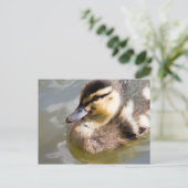 Mallard Ducking Briefkaart (Staand voorkant)