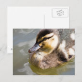 Mallard Ducking Briefkaart (Voorkant / Achterkant)