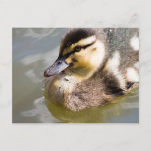 Mallard Ducking Briefkaart